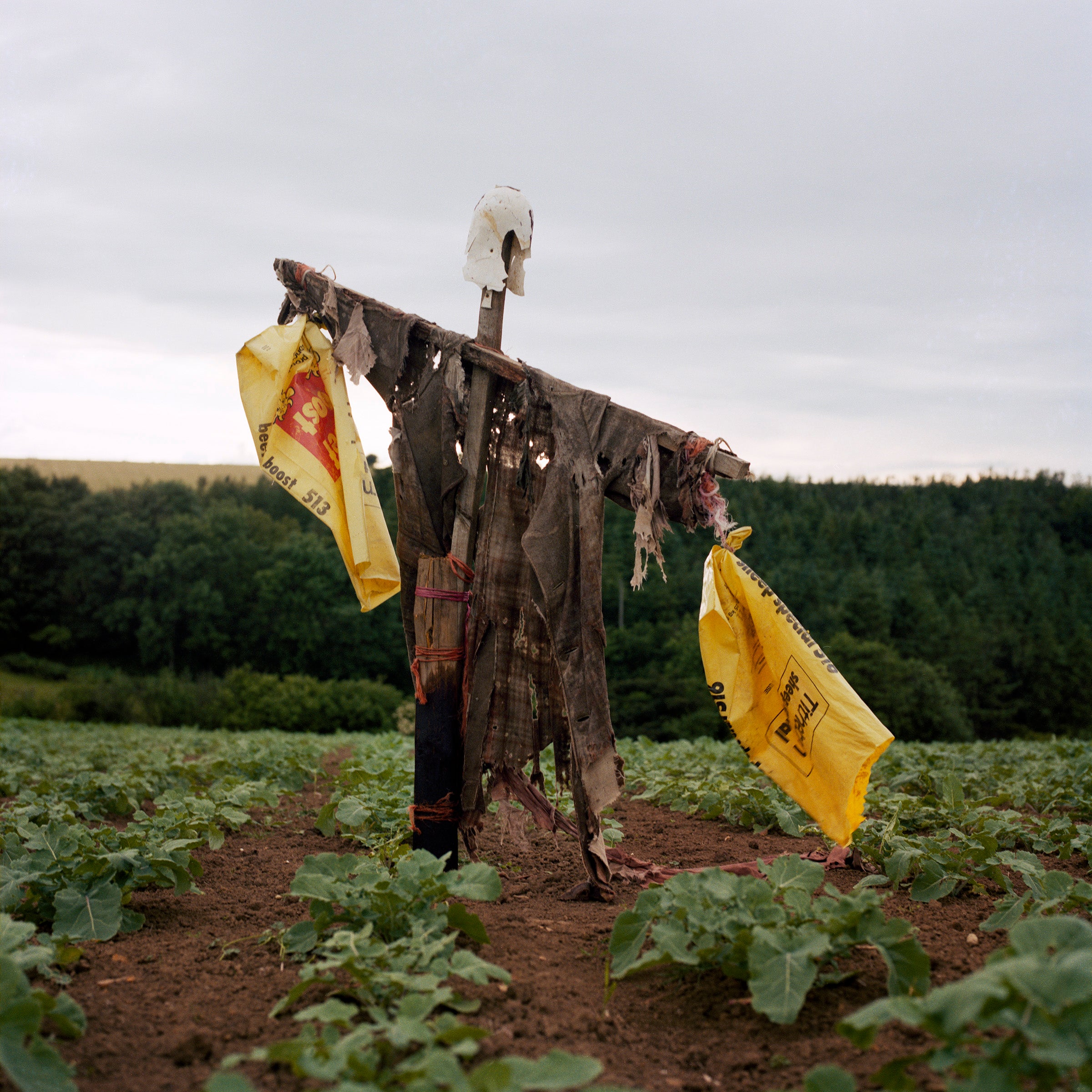 Peter Mitchell - Scarecrows 1974-2015